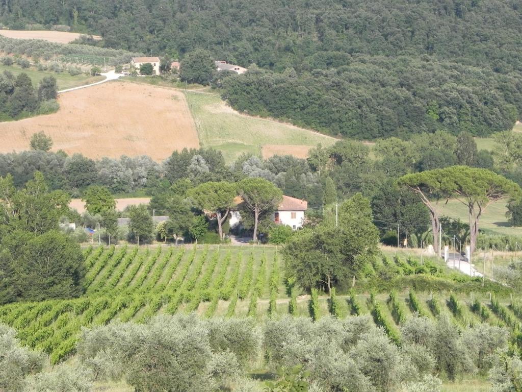 Tenuta Pizzogallo Amelia Room photo