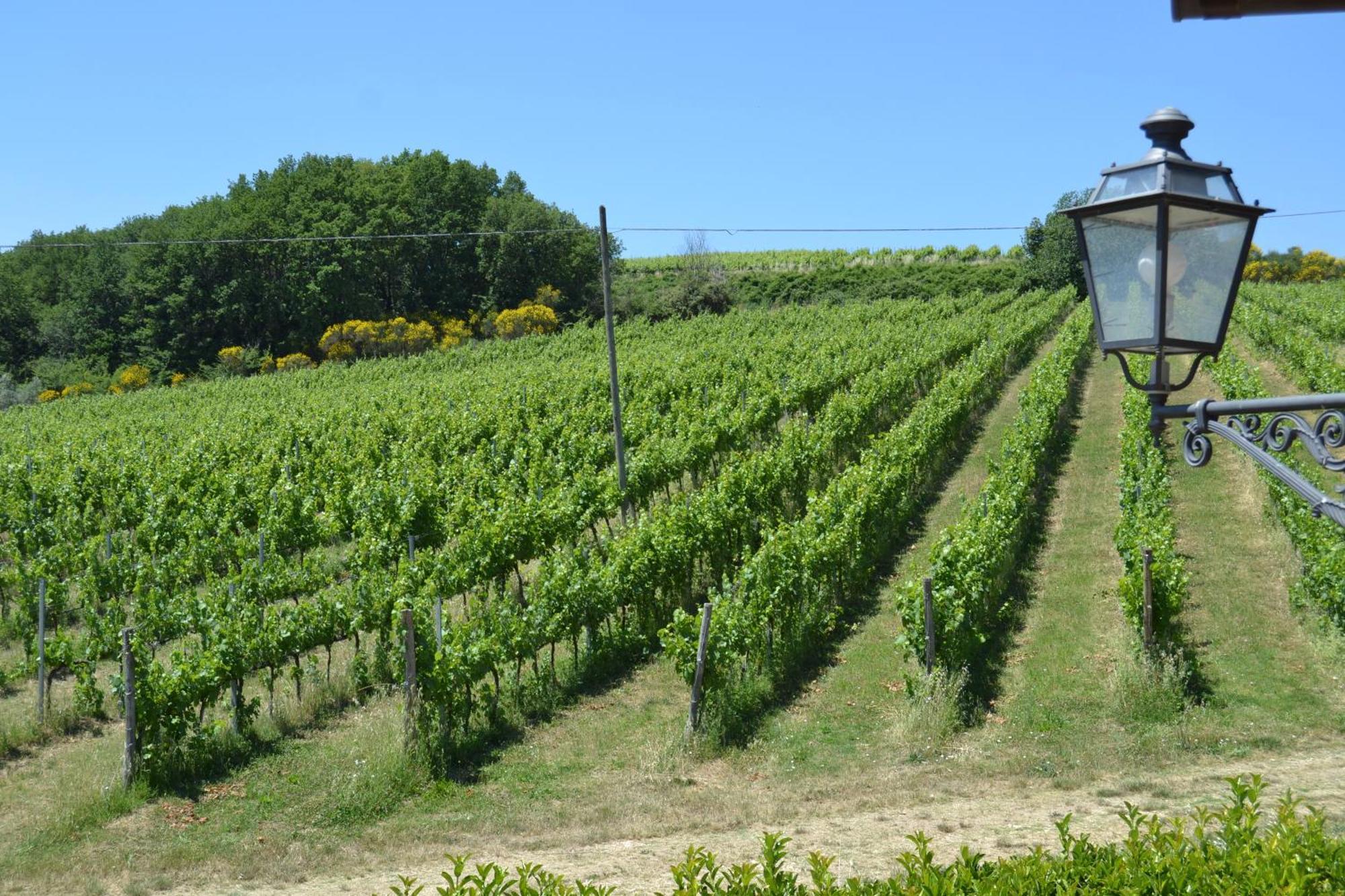 Tenuta Pizzogallo Amelia Exterior photo